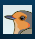 Bird Illustration